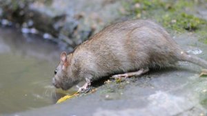 Серая крыса,Brown rat(Rattus norvegicus)на водопое