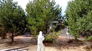 Обработка крупномеров сосны от вредителей