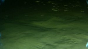 Ульяновский пруд под водой///НАШЛИ КИТАЙСКИЕ ЧАСЫ На ДНЕ!// СЕКРЕТЫ УЛЬЯНОВСКОГО ПРУДА