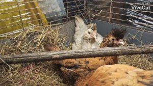 Павловские цыплята,  подросли! Смотрим кто курочка, а кто петушок!