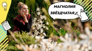 Магнолия Звездчатая | Цветущая магнолия | Дерево Магнолия | Магнолия в саду