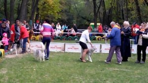 Выставка собак всех пород в г.Ростове-на-Дону 16.10.16г.Dog show  in Rostov-on-don 16 Oct 2016.