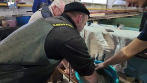 Получение икры осетровых и ее оплодотворение