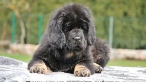 Тибетский мастиф с человеком: характеристика породы