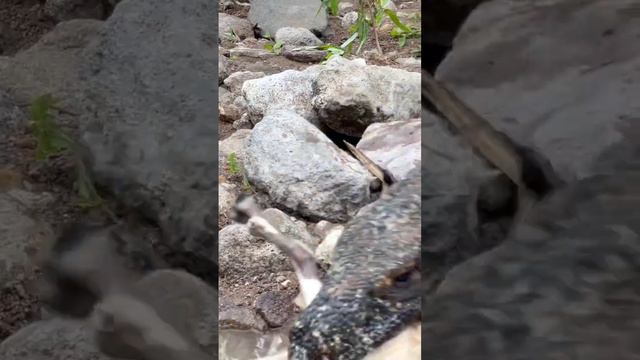 You can clearly see how the Komodo dragon swallows the goat in the closest video