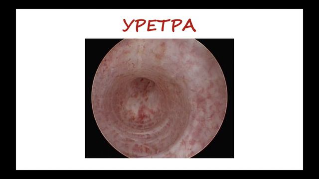 Анатомия мочеиспускательного канала