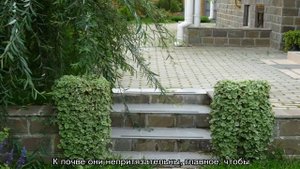 Где растет будра плющевидная и использование в дизайне