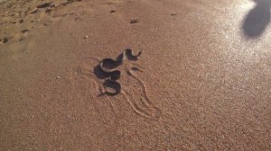 Змеи на пляже Азовского моря. Осторожно. Голубицкая. (Папа Может)