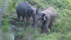 Animals Vocabulary Quiz (Medium Difficulty) | Fun ESL Animal Game, Worksheets and Lesson Plans