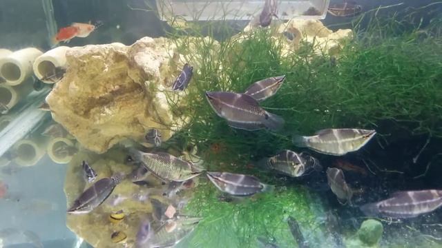 Гурами Вейланта Valliant's Chocolate Gourami 3 смотреть онлайн