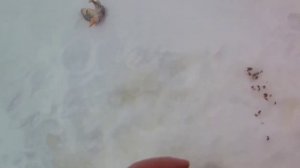 Рыбалка на зимнюю удочку на озере Чаны!!!Рыбалка на большого окуня!!!