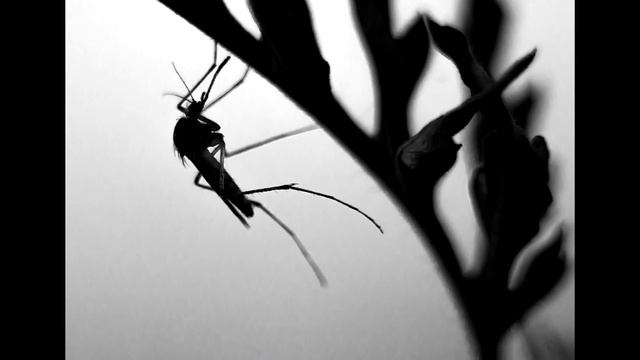 Почему одних людей комары кусают больше чем других? смотреть онлайн