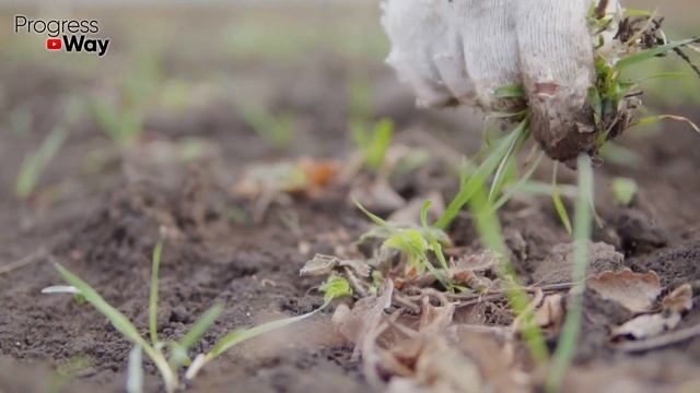 Срочно Дайте Чесноку При Посадке Мел И Будете Собирать Урожай Тоннами! Осенняя Посадка Чеснока! смотреть онлайн
