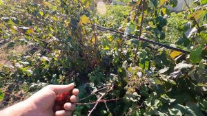 Ремонтантная Малина Квели в октябре. Знатоки сами не знают как выращивать, только советуют.