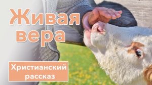 ? Живая вера - ИНТЕРЕСНЫЙ ХРИСТИАНСКИЙ РАССКАЗ | Христианские рассказы