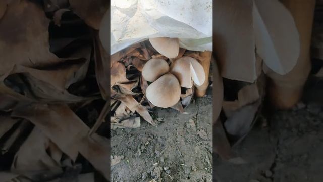 Volva Mushroom Harvest