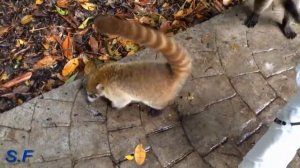 красавцы )))))в первые  Мексиканские животные , Coati .