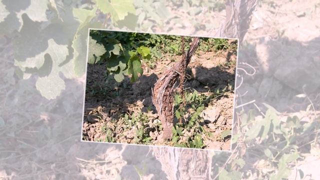 Бактериальный рак винограда часть 2. Как происходит заражение? смотреть онлайн