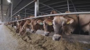 Животноводческий комплекс «Мамоновские фермы» на 2600 коров