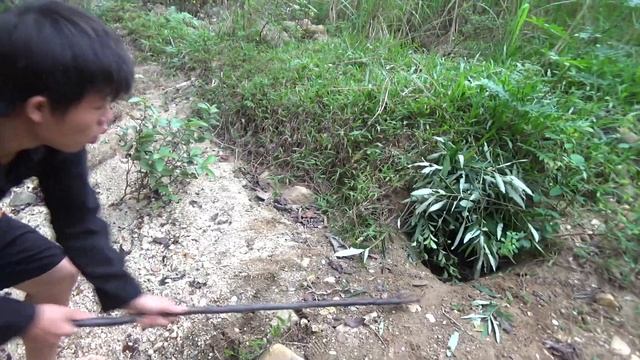 Amazing Pythons Trap: Finding Food Meet Giant Pythons, Skills Catch Python By Hand for Survival