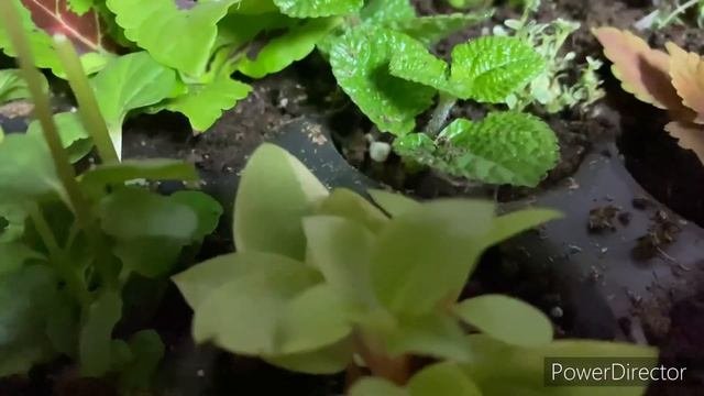 Мои ампельные растения