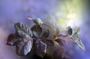 Т. Альбионе/Ремо Джадзотто  Адажио для органа и струнных соль минор