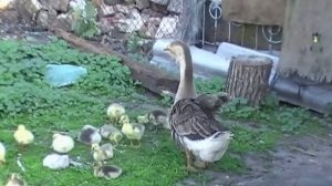 Лошадь родила!