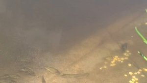 Как ведут себя мальки карпа, возраст 2 мес. и 1 мес.