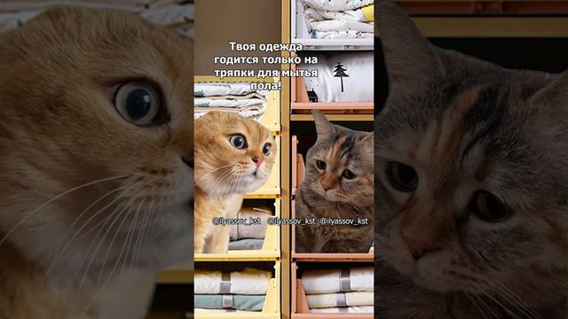 Давай купим тебе новые зимние вещи? Смешные коты. Новый диалог супругов. #мем #тренд #веселыекоты смотреть онлайн