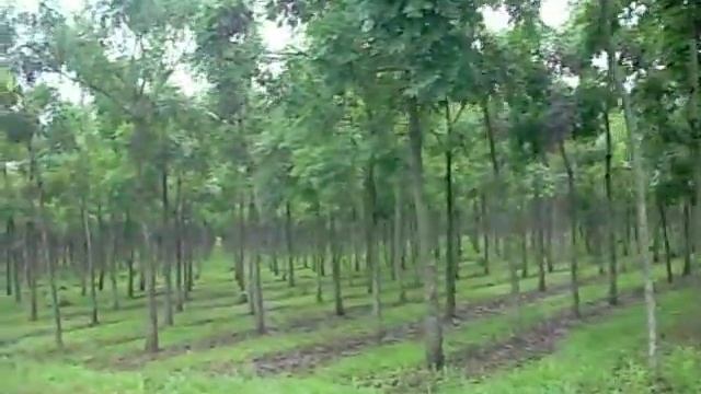 Teak and Mahogany Farm смотреть онлайн