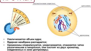 деление клетки