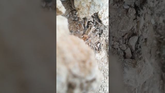 Паук ест муху смотреть онлайн