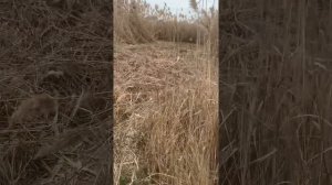 Камыш для костробетона, перегородок, несущих конструкций
