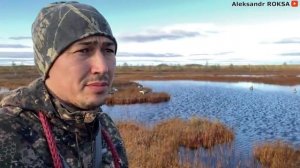 ОХОТА на ГУСЯ осень 2021. Канинский гусь пошёл