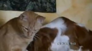 Chat & Chien qui jouent