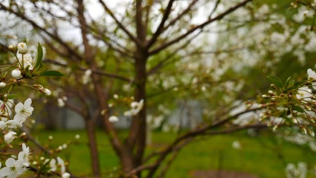 ОБЕД С ДЫМКОМ КОТОРЫЙ ОЧЕНЬ НРАВИТСЯ НАШЕЙ СЕМЬЕ смотреть онлайн