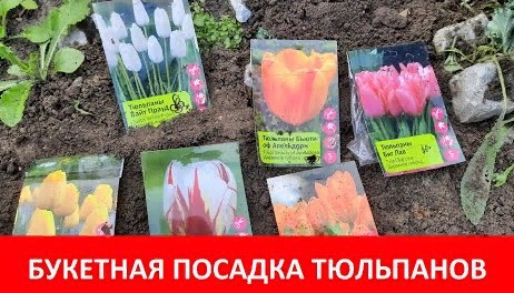 ✅ПОСАДКА ТЮЛЬПАНОВ ОСЕНЬЮ БУКЕТНЫМ СПОСОБОМ?