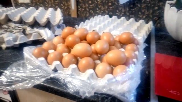 Гриз Бар, есть ли такая порода? Инкубация началась.