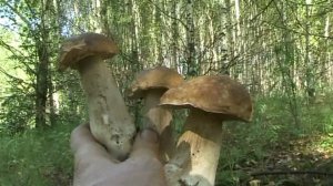 Грибы везде !