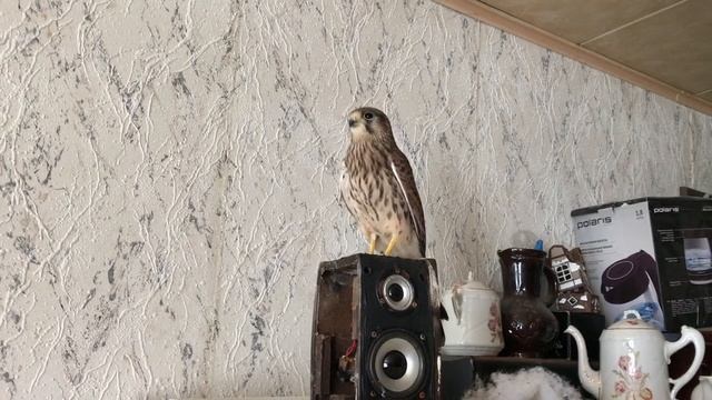 Птенец сокола пустельги превратился за месяц во взрослую птицу! смотреть онлайн