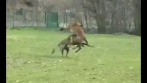 Бельгийская овчарка, Малинуа, (Malinois compilation) 比利时牧羊犬