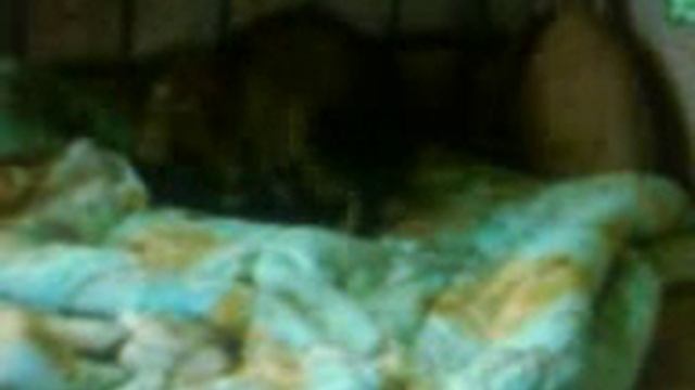 животные в припяти смотреть онлайн