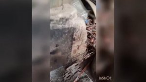 добыча эфирного масла из полыни в домашних условиях