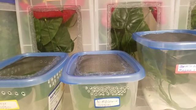 Managing Your Humidity 2021? Crested Gecko Care Tips смотреть онлайн