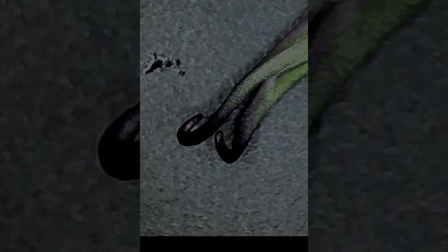 Ranunculaceae - plant ID #4 смотреть онлайн