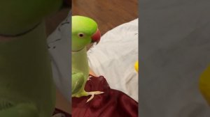 Попугай имитирует других птиц