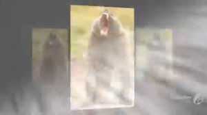 Улыбки животных