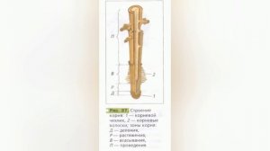 Краткий пересказ §7 Корень, его строение и значение. Биология 6 класс Пономарева