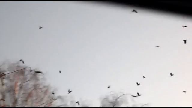 Декабрьская чистка + бонус) смотреть онлайн