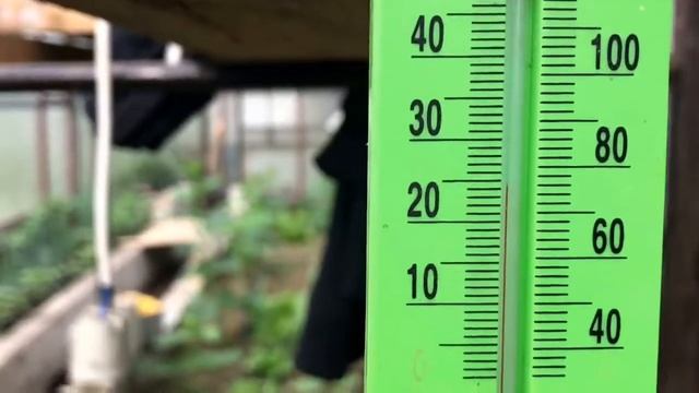 ➽ Seedlings tomato "Wild Rose" | ➽ Рассада помидор "Дикая Роза" смотреть онлайн